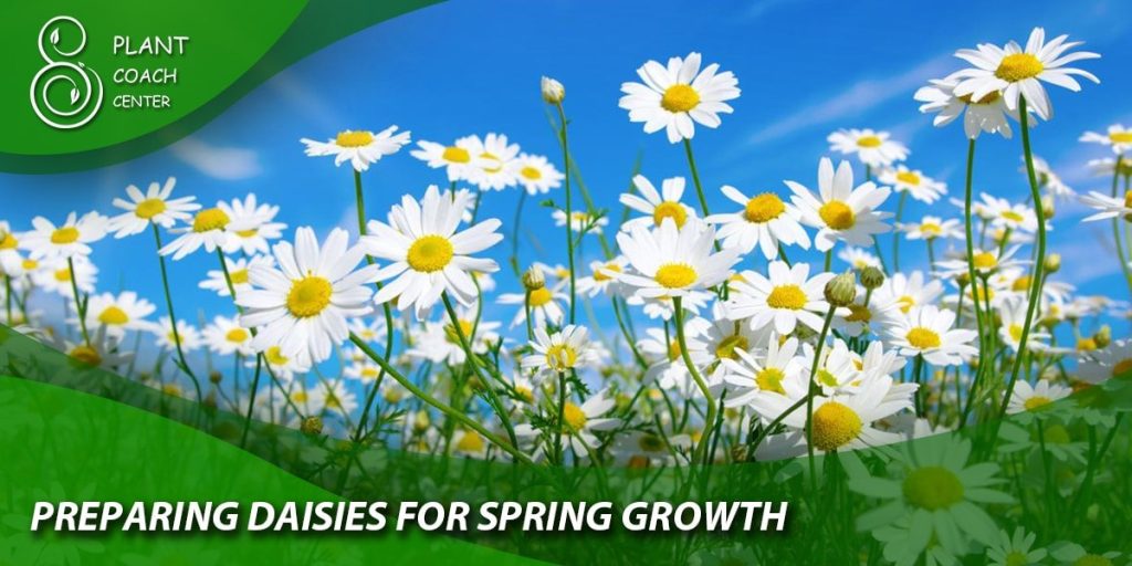 Preparing Daisies for Spring Growth