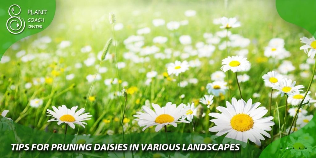 Tips for Pruning Daisies in Various Landscapes