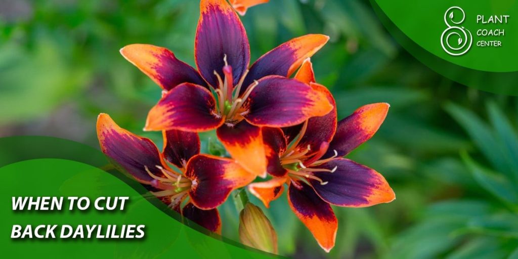 When to Cut Back Daylilies for Winter