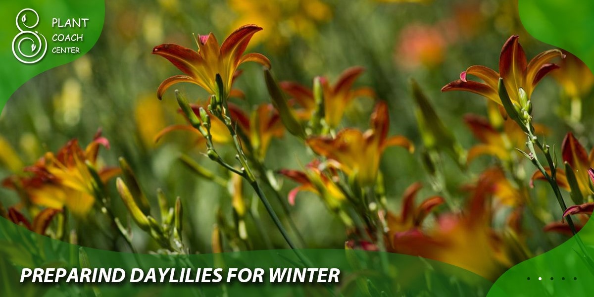 Preparing Daylilies for Winter