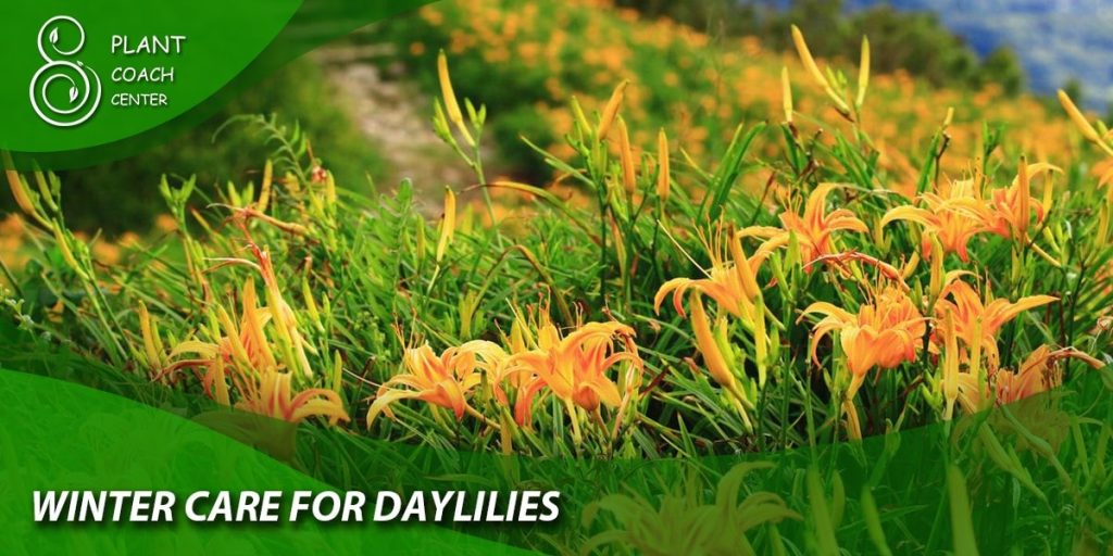 Winter Care for Daylilies