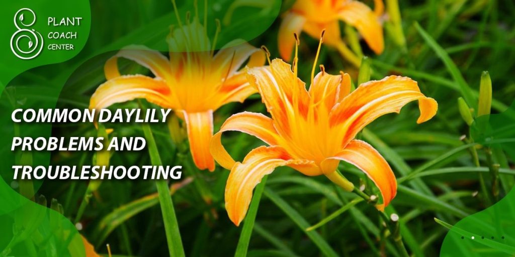Common Daylily Problems and Troubleshooting