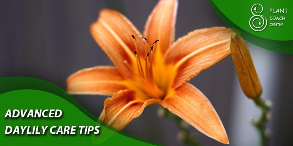 Advanced Daylily Care Tips