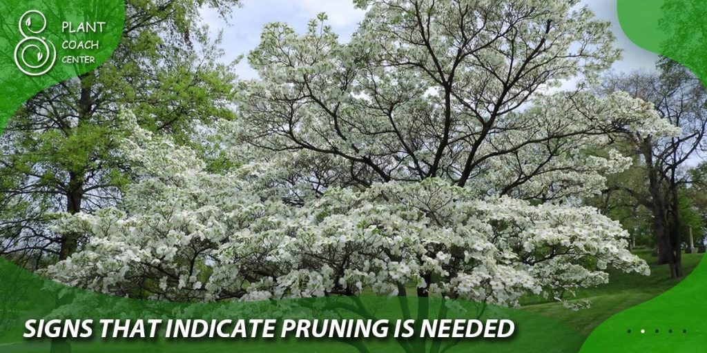 Signs That Indicate Pruning is Needed