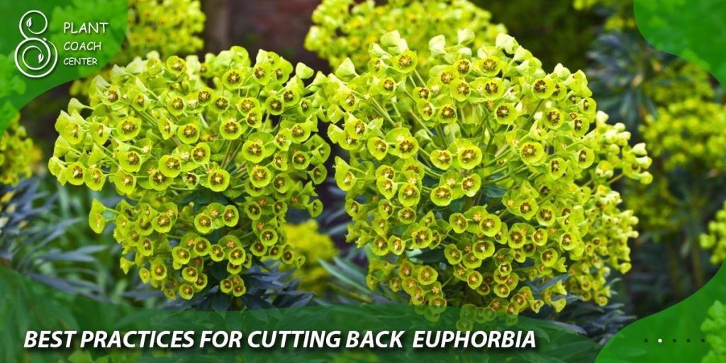 Best Practices for Cutting Back Euphorbia