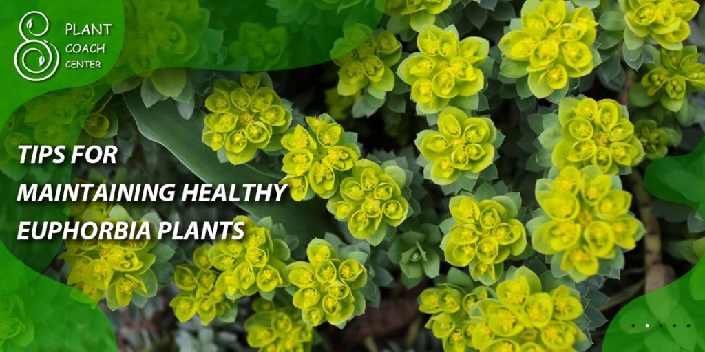 Tips for Maintaining Healthy Euphorbia Plants