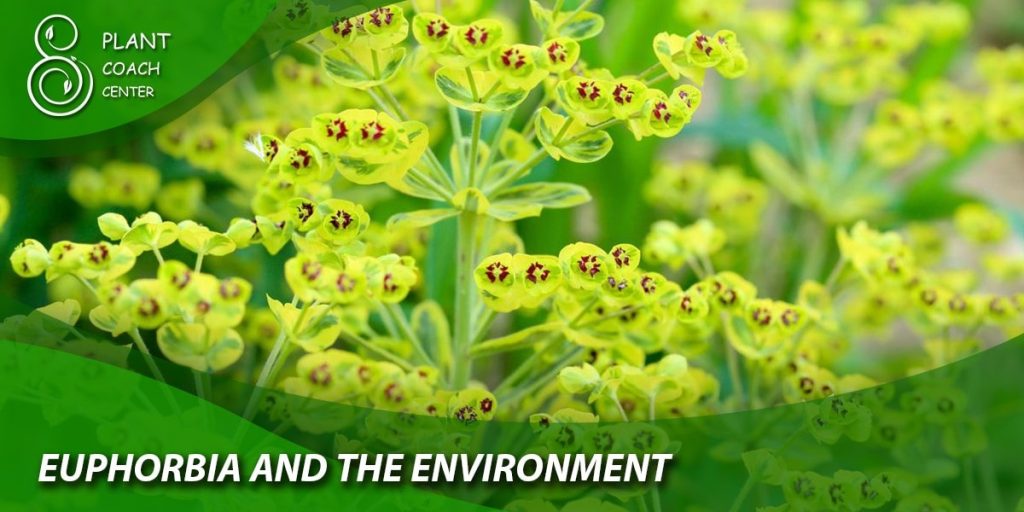 Euphorbia and the Environment