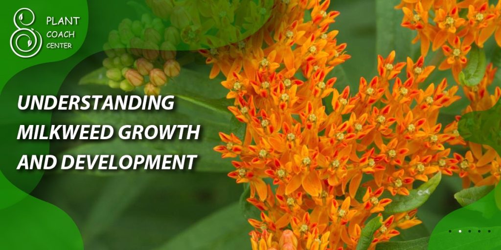 Understanding Milkweed Growth and Development