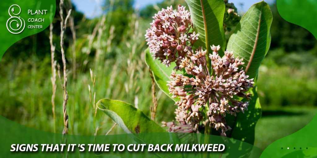 Signs That It's Time to Cut Back Milkweed