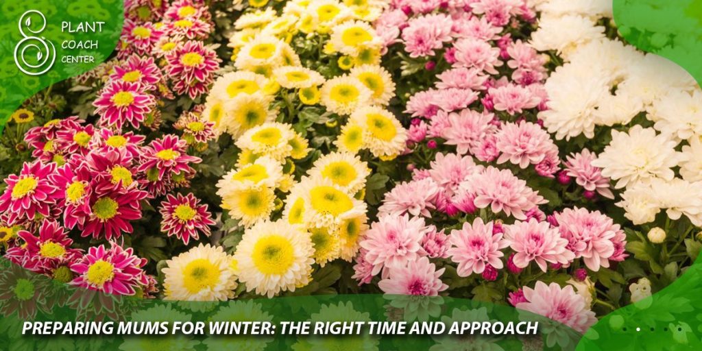 Preparing Mums for Winter: The Right Time and Approach
