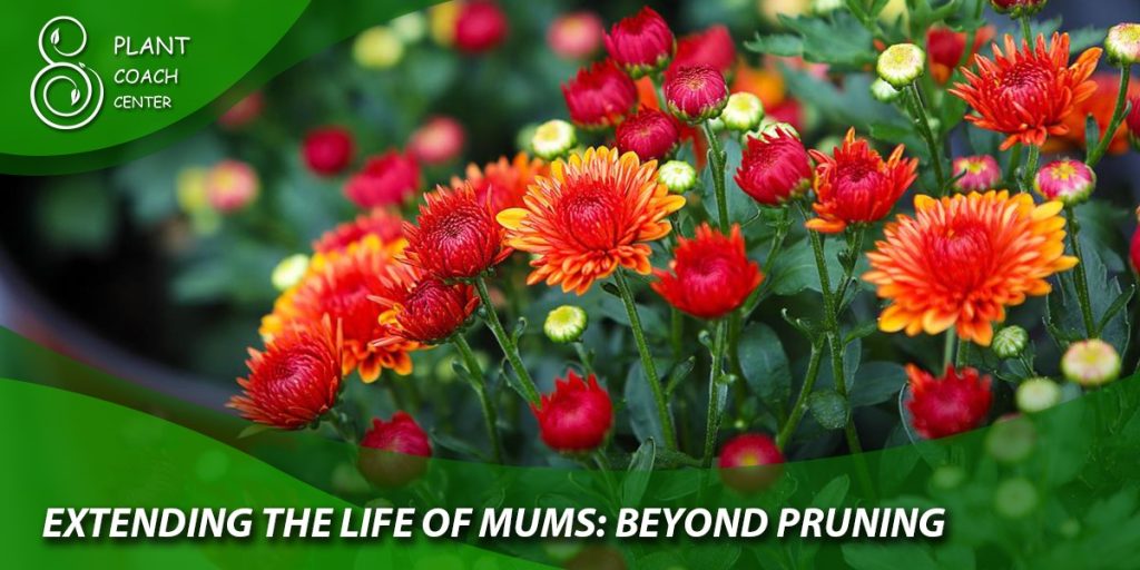 Extending the Life of Mums: Beyond Pruning