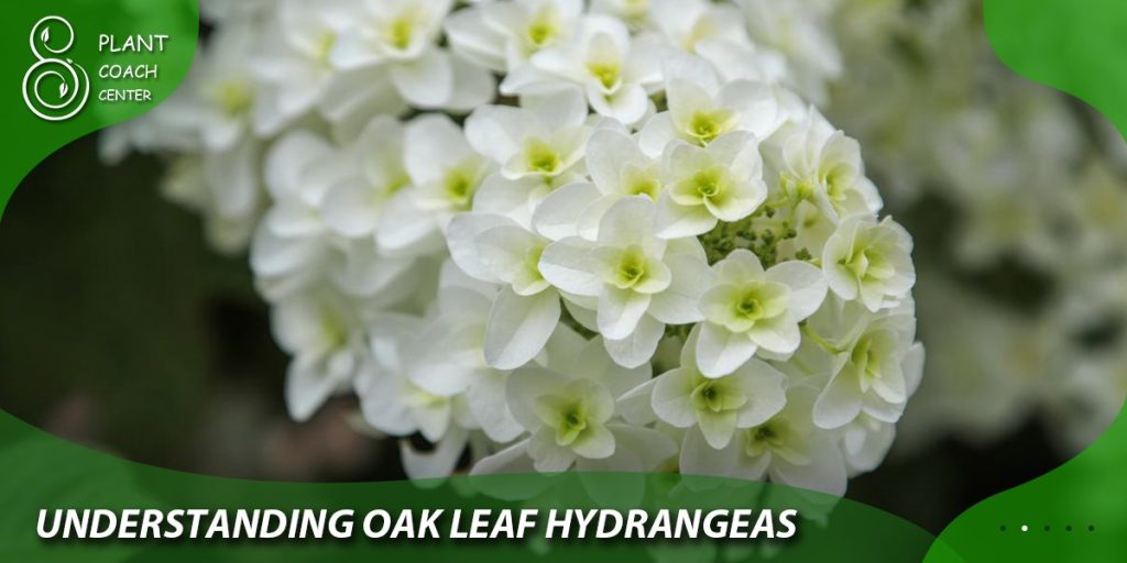 Understanding Oak Leaf Hydrangeas