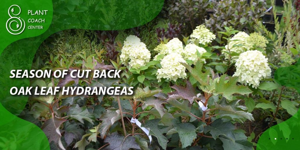 season of cut back oak leaf hydrangeas