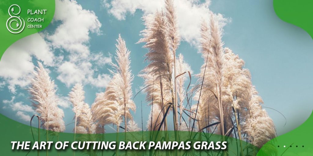 The Art of Cutting Back Pampas Grass
