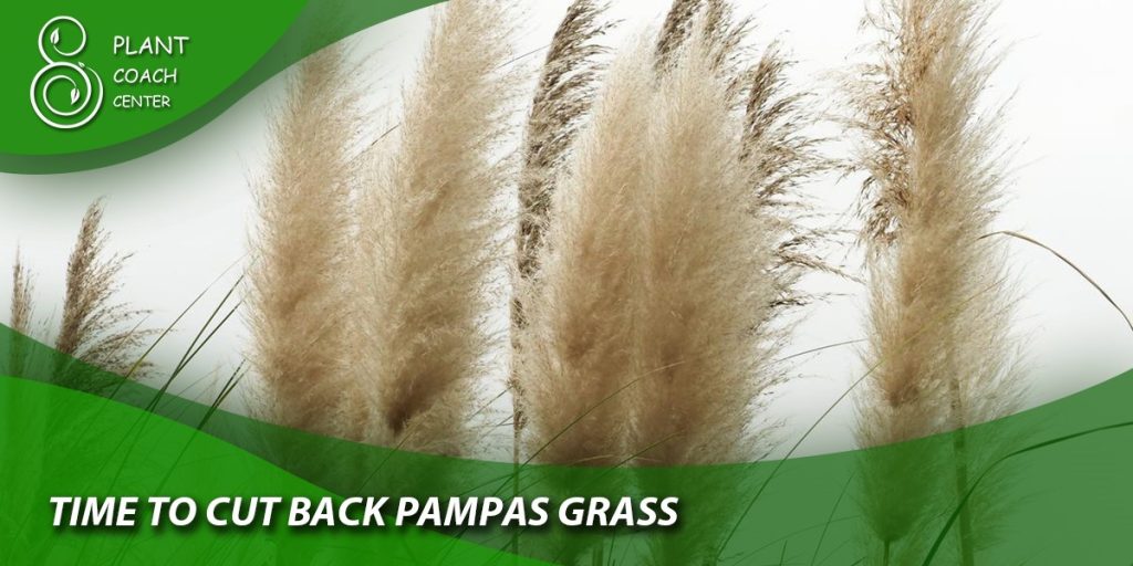 time to cut back pampas grass
