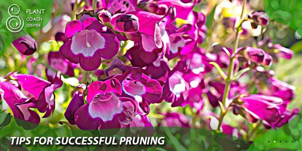 Tips for Successful Pruning