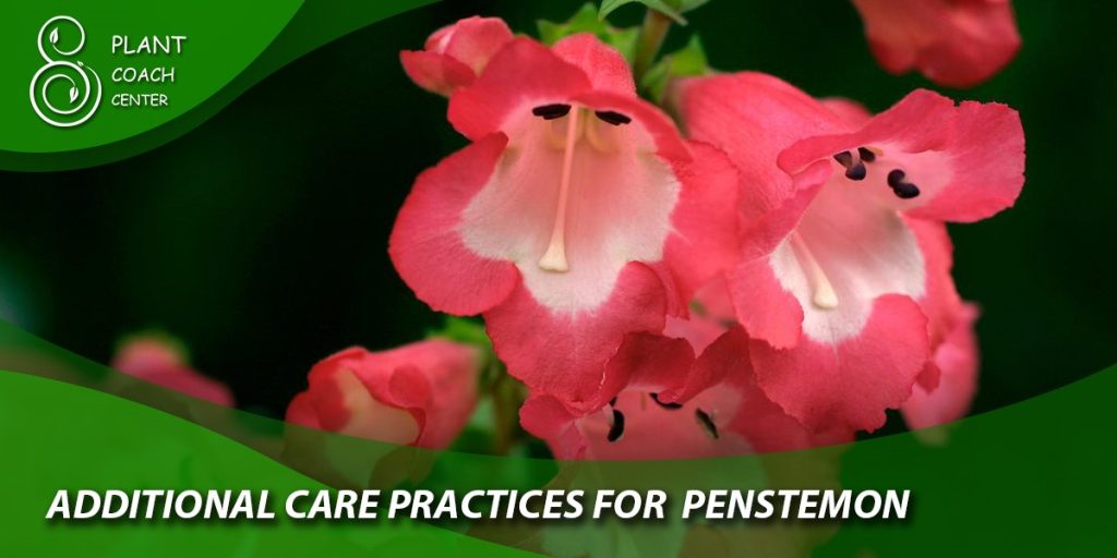 Additional Care Practices for Penstemon