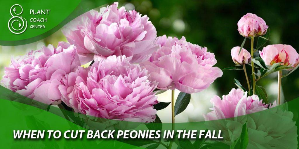 When to Cut Back Peonies in the Fall