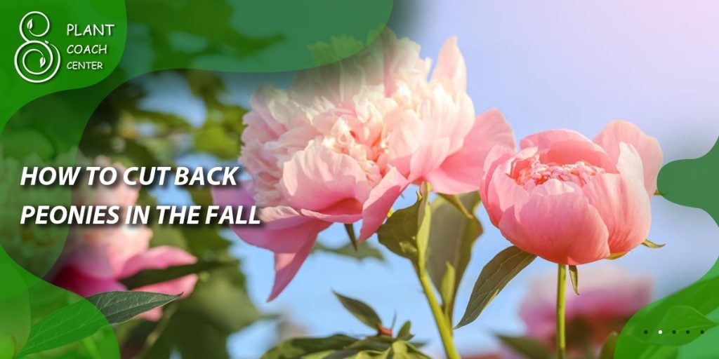How to Cut Back Peonies in the Fall