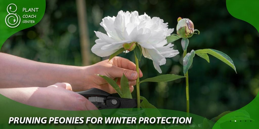 Pruning Peonies for Winter Protection
