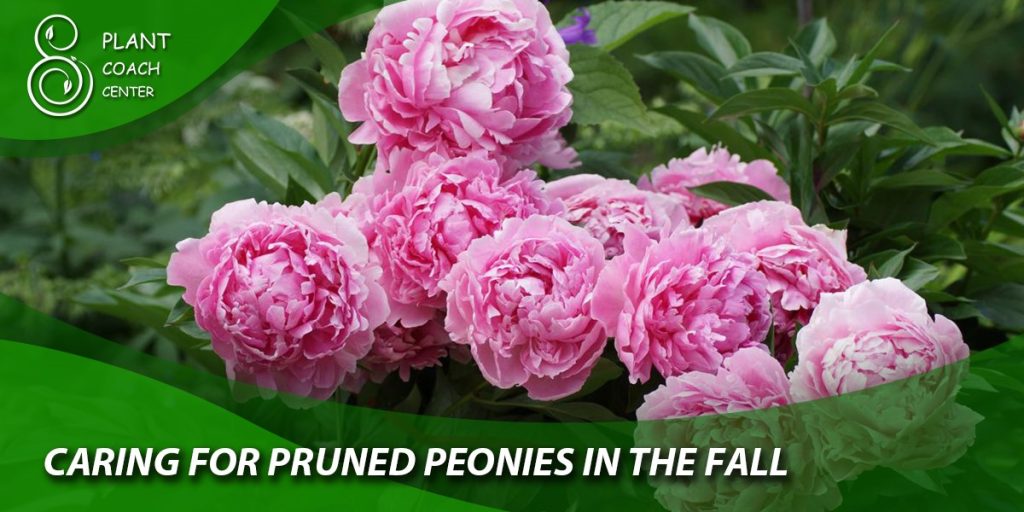 Caring for Pruned Peonies in the Fall