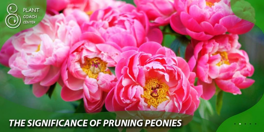 The Significance of Pruning Peonies