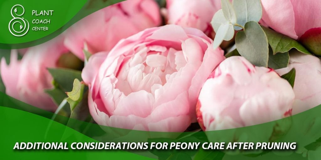 Additional Considerations for Peony Care After Pruning