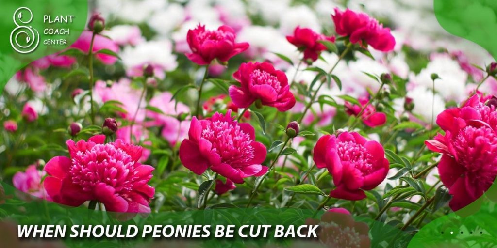 when should peonies be cut back