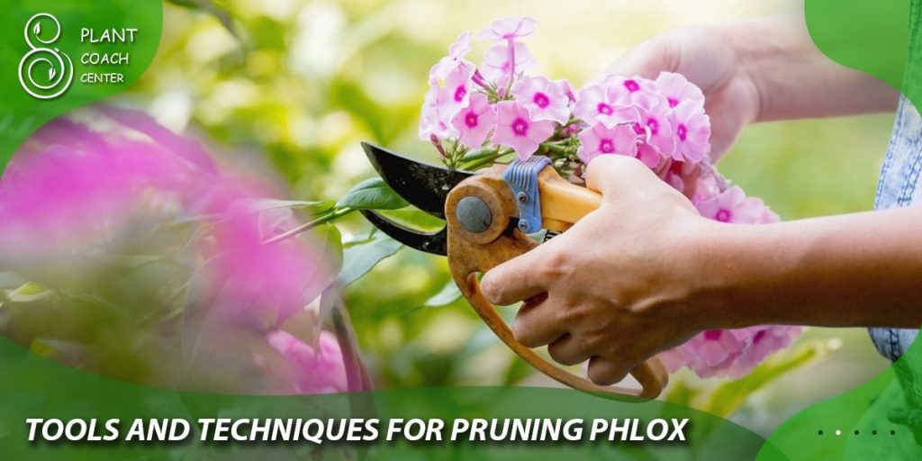 Tools and Techniques for Pruning Phlox