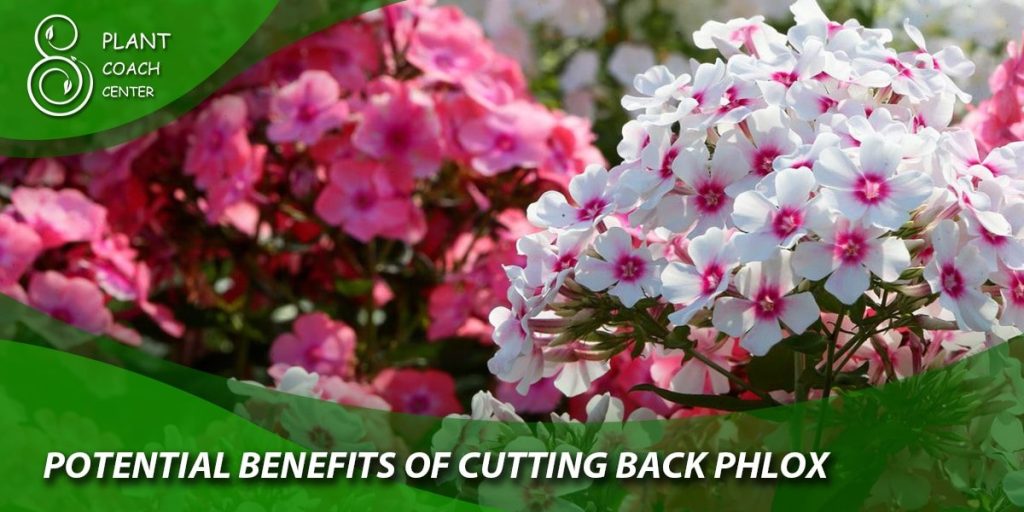 Potential Benefits of Cutting Back Phlox