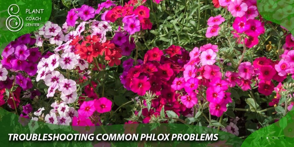 Troubleshooting Common Phlox Problems