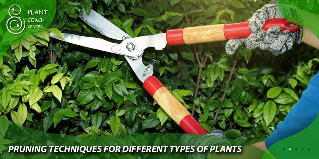 Pruning Techniques for Different Types of Plants