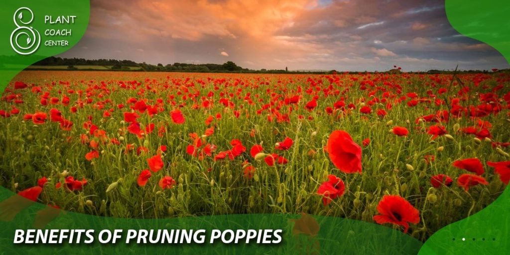 Benefits of Pruning Poppies