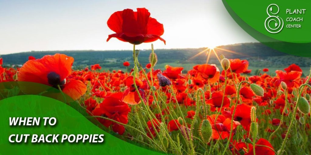 When to Cut Back Poppies