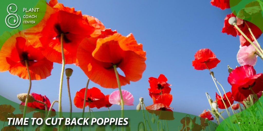 time to cut back poppies