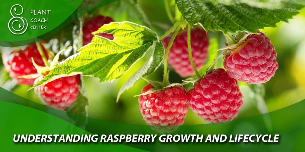 Understanding Raspberry Growth and Lifecycle