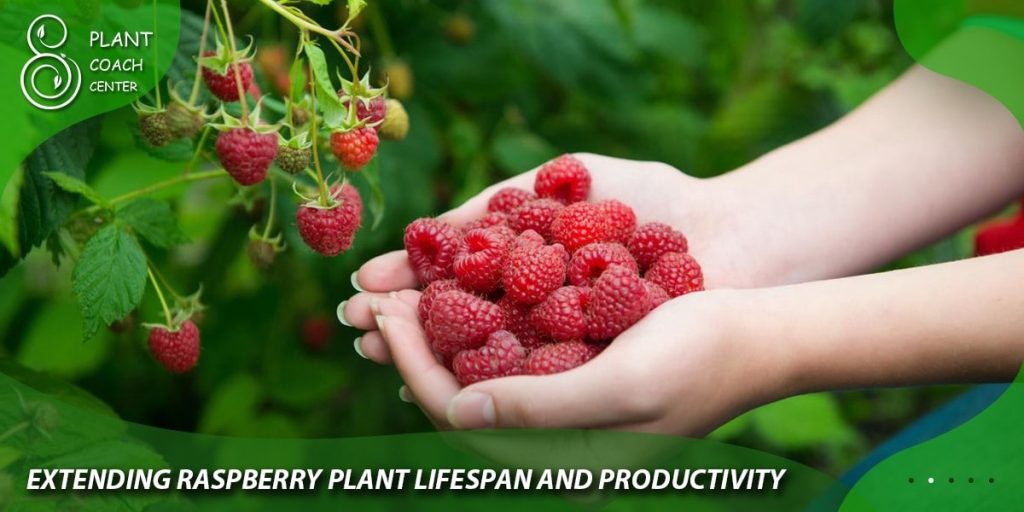 Extending Raspberry Plant Lifespan and Productivity