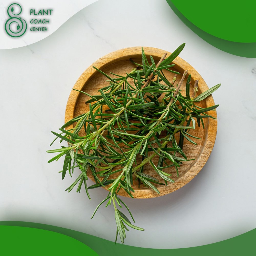When to Cut Back Rosemary