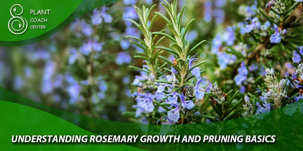 Understanding Rosemary Growth and Pruning Basics