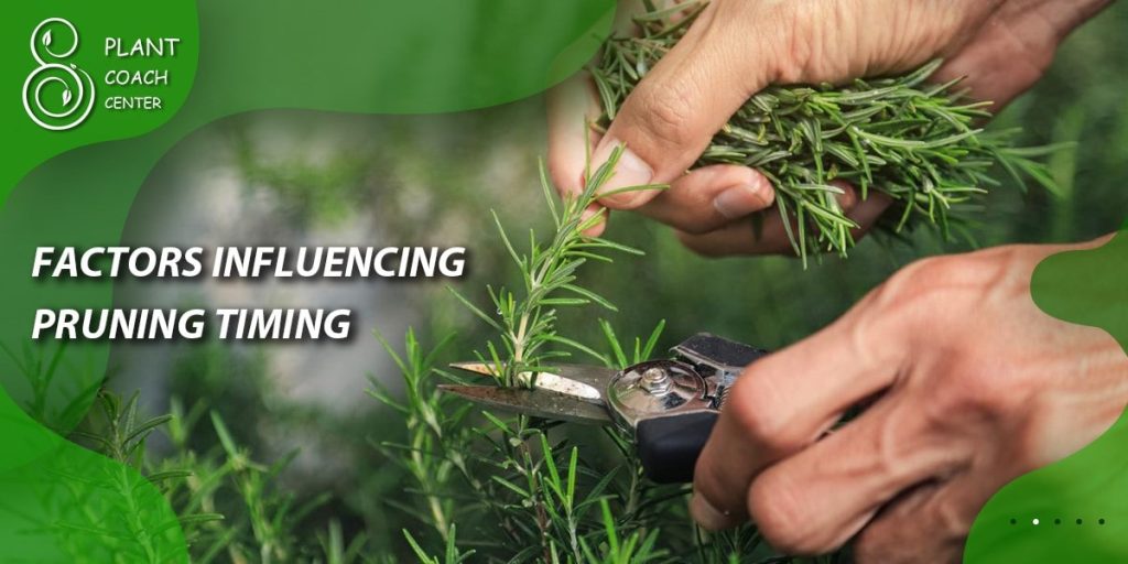 Factors Influencing Pruning Timing