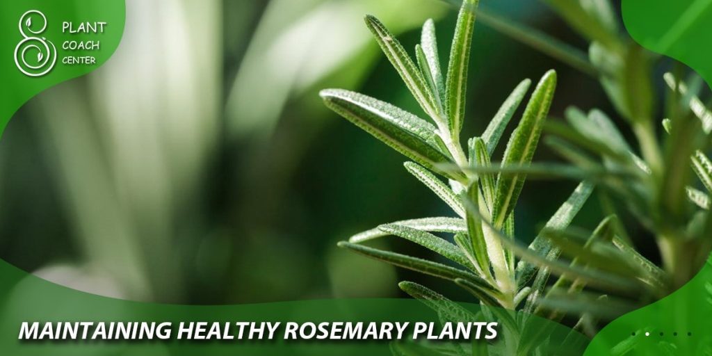 Maintaining Healthy Rosemary Plants