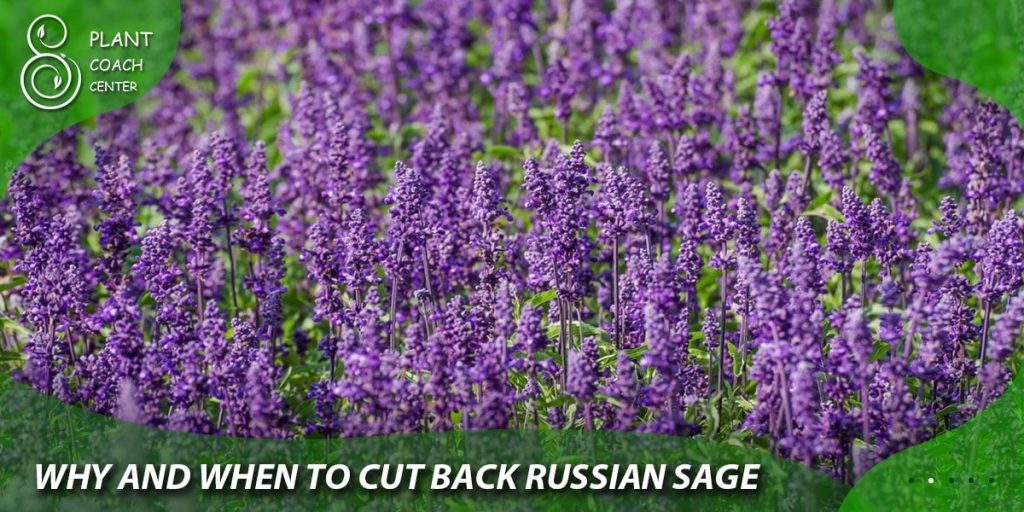 Why and When to Cut Back Russian Sage