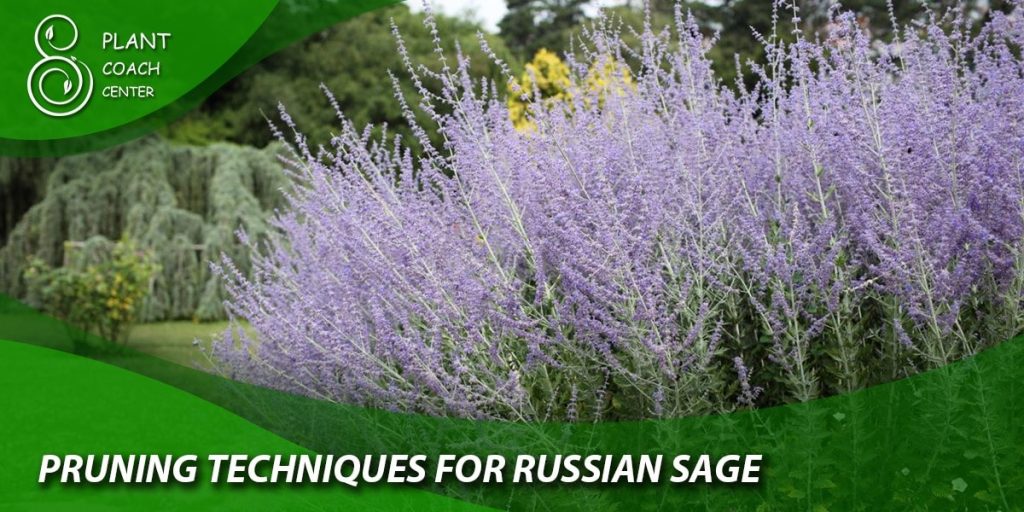 Pruning Techniques for Russian Sage