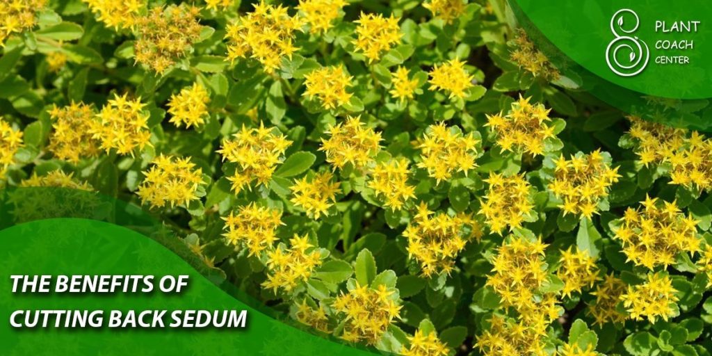 The Benefits of Cutting Back Sedum