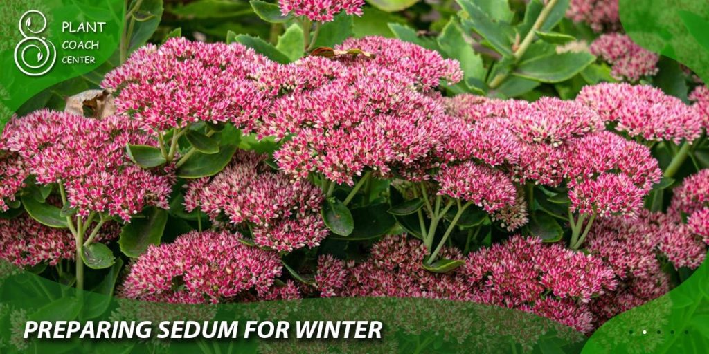 Preparing Sedum for Winter