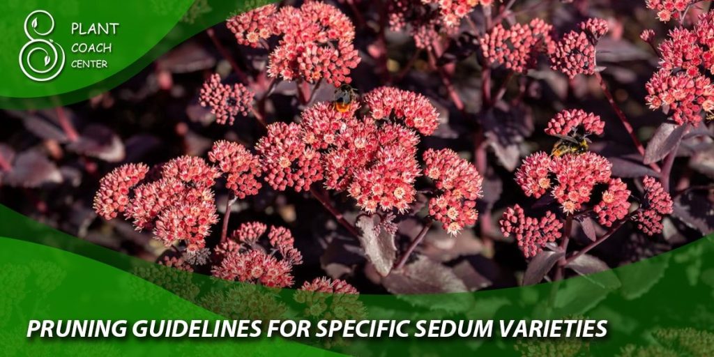 Pruning Guidelines for Specific Sedum Varieties