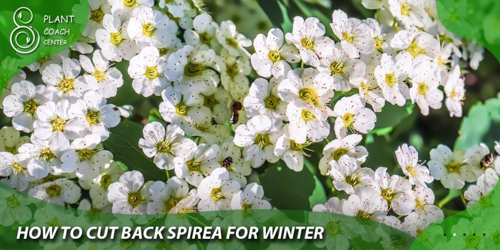 How to Cut Back Spirea for Winter