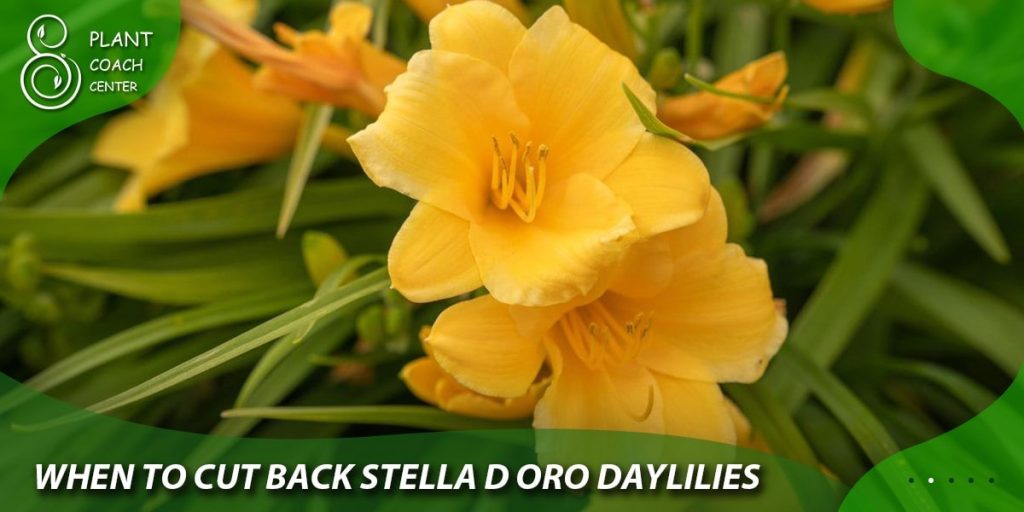 when to cut back stella d oro daylilies