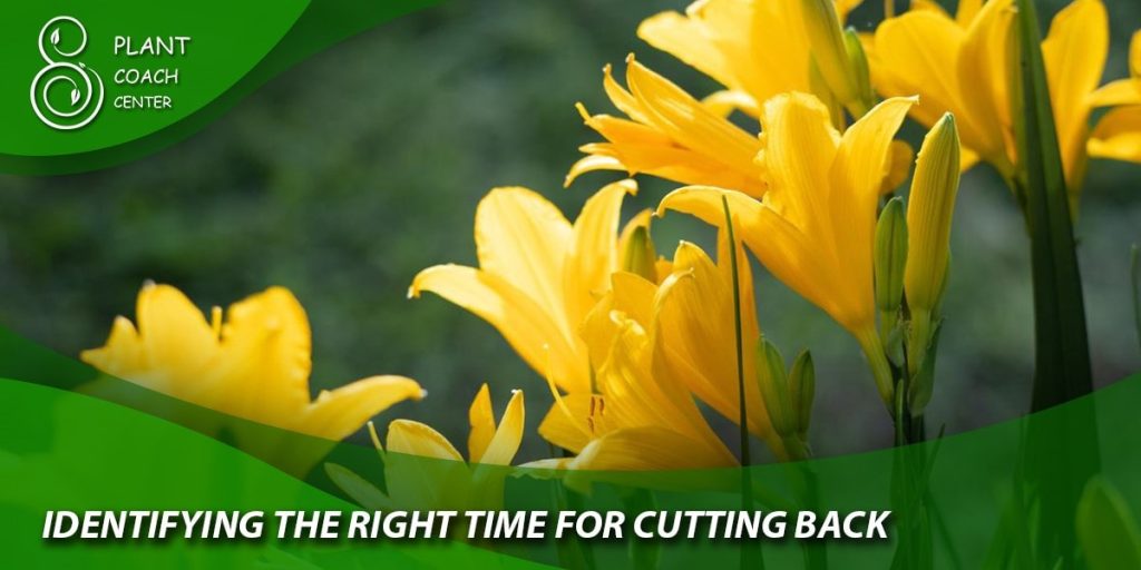 Identifying the Right Time for Cutting Back