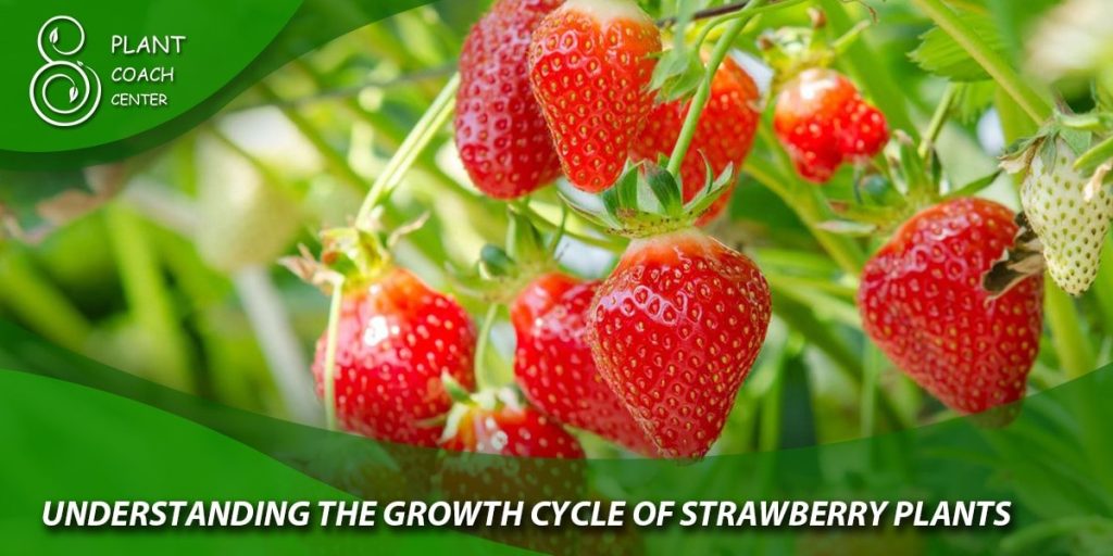 Understanding the Growth Cycle of Strawberry Plants